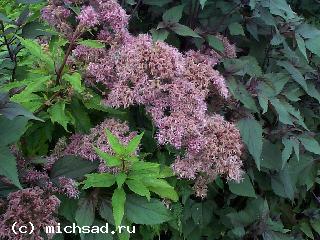 Посконник пурпурный (пятнистый) "Purple Bush "   - Eupatorium purpureum subsp. maculatum "Purple Bush"